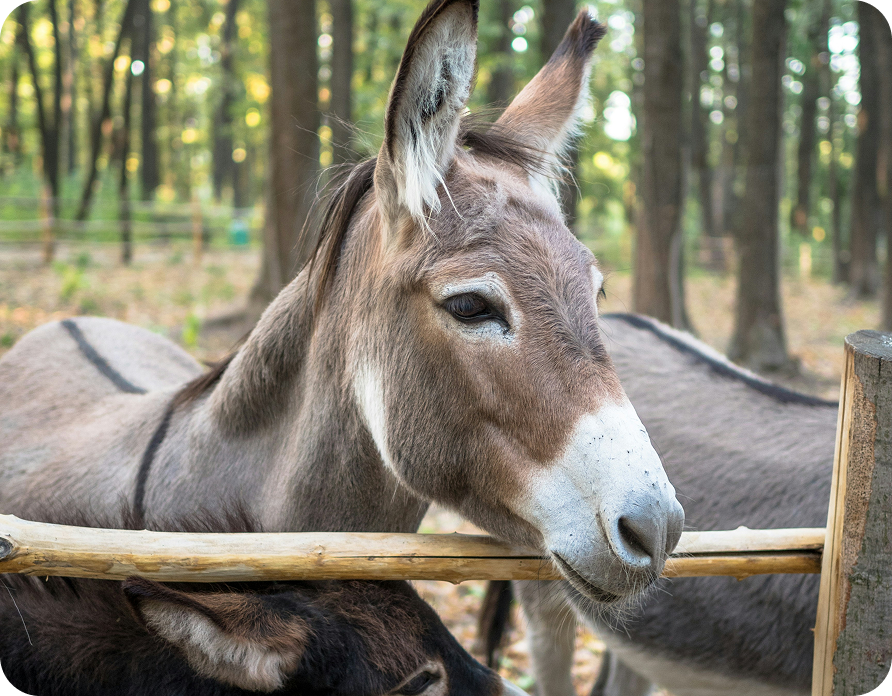 Burros da Graciosa
